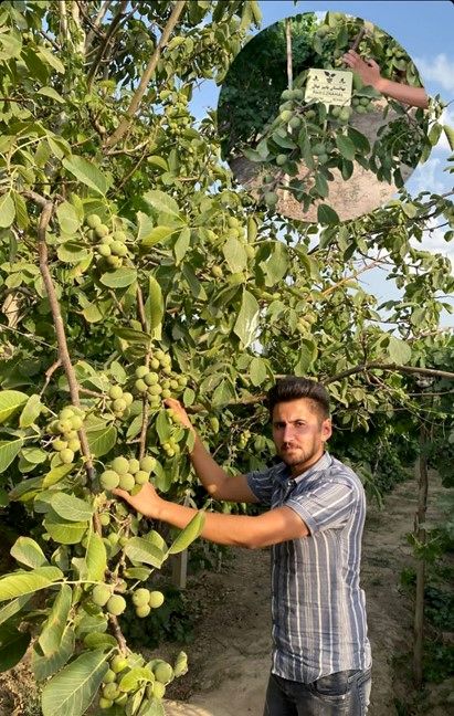 پیش فروش پاییزنهال، بزرگ ترین نهالستان کشور آغاز شد؛ به قیمت باورنکردنی فقط به قیمت پارسال