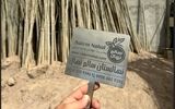 خرید نهال صنوبر دسته بیل و کلنگ با ارتفاع 8 متری فقط با قیمت 75 هزارتومان در سالم نهال