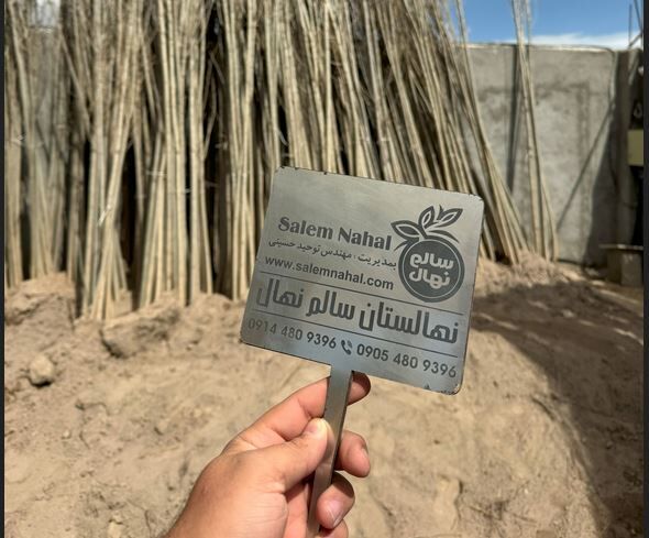خرید نهال صنوبر دسته بیل و کلنگ با ارتفاع 8 متری فقط با قیمت 75 هزارتومان در سالم نهال