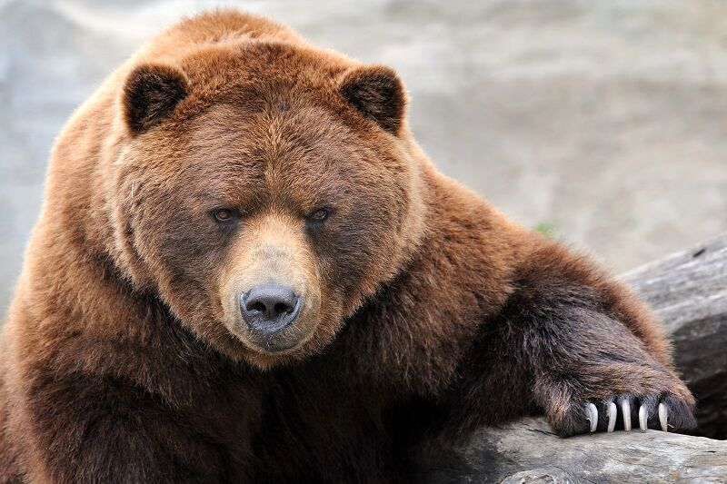 حمله یک خرس قهوه‌ای به قرق‌بان افتخاری در کهگیلویه