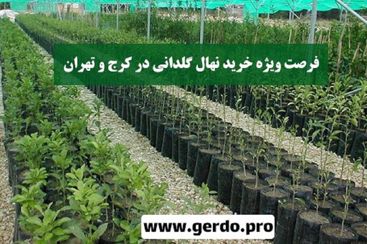 فروش ویژه بهترین نهال گلدانی با مجوز جهاد کشاورزی در کرج و تهران