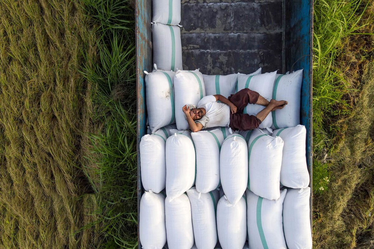 تصمیم مهم هند درباره صادرات برنج