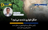 جنگل های ایران «زیر تیغ» می‌روند؟