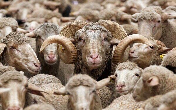 ماجرای استخدام چوپان ایرانی در ارمنستان 