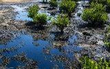 پاکسازی آلودگی نفتی جزیره قشم در مراحل نهایی است/ چقدر از مناطق و ساحلی درگیر آلودگی بود؟