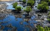 پاکسازی آلودگی نفتی جزیره قشم در مراحل نهایی است/ چقدر از مناطق و ساحلی درگیر آلودگی بود؟