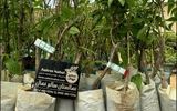 فروش نهال گلدانی بادام با گیرایی ۱۰۰٪ در نهالستان سالم نهال