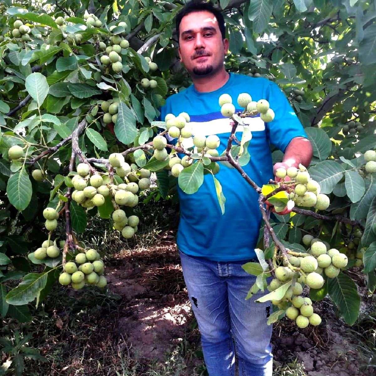 نکات طلایی که هنگام احداث باغ گردو باید بدانیم
