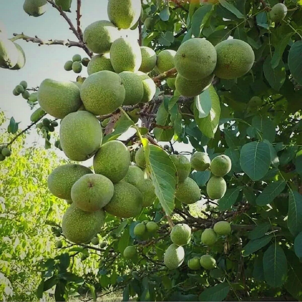 خرید نهال گردو اصلاح شده 89 هزار تومان با لیبل جهاد کشاورزی