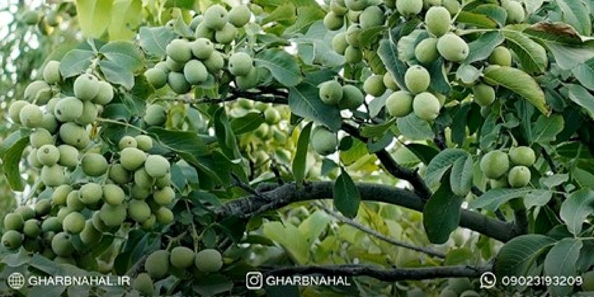 یک راه حل پایدار: بررسی مزایای نهال گردو ژنوتیپ دیرگل مقاوم به سرما