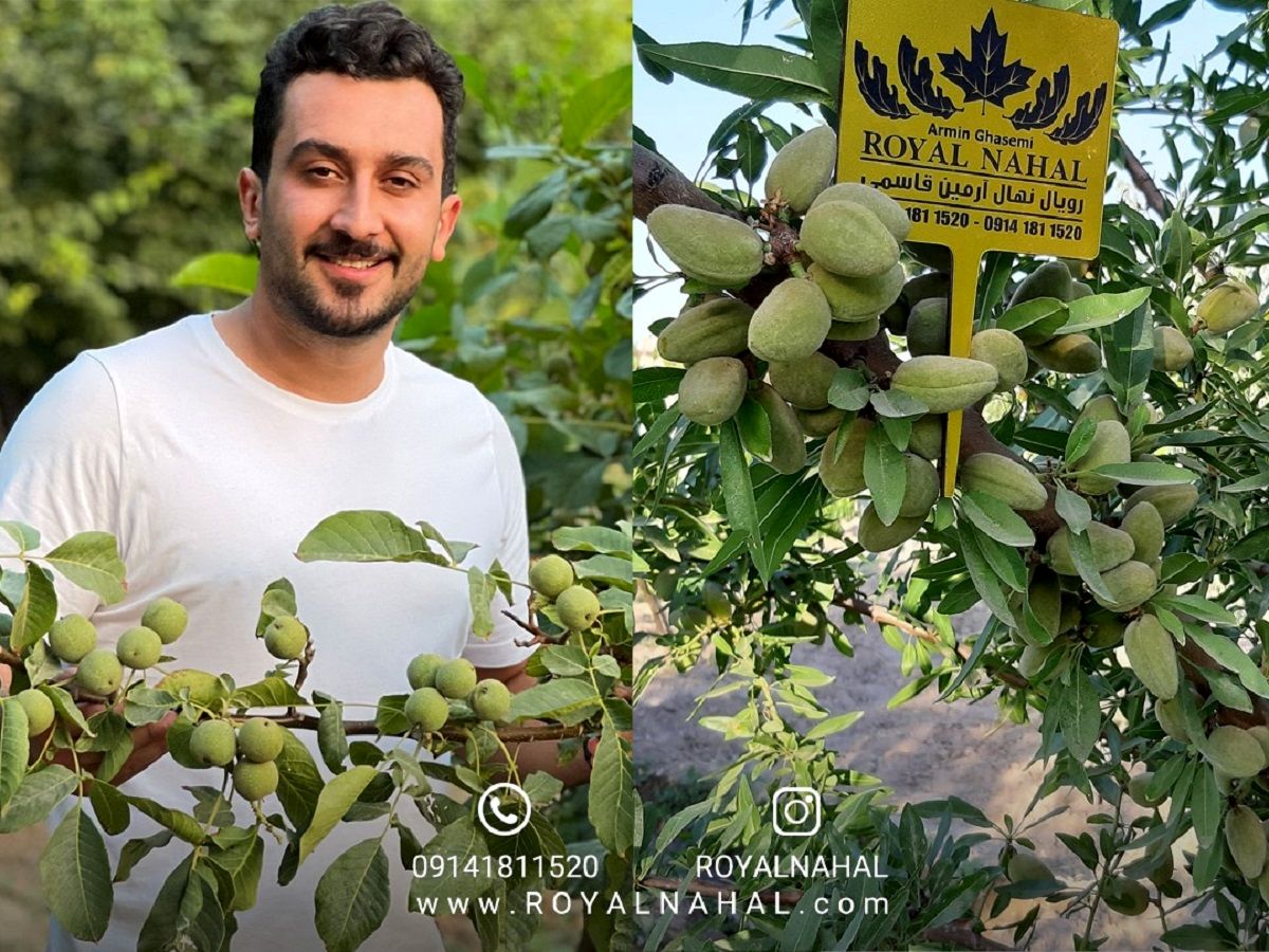 سرمایه گذاری در عرصه باغداری با احداث باغات گردو و بادام