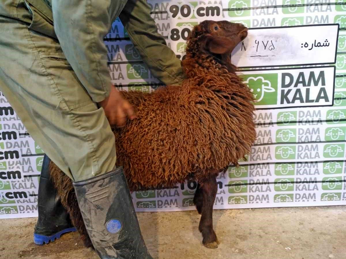 دامکالا، راحت ترین راه برای خرید گوسفند زنده