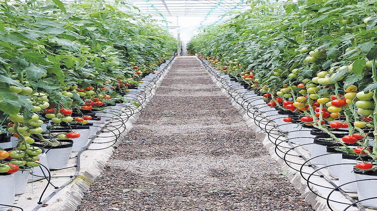 رشد تجارت گلخانه‌ای 