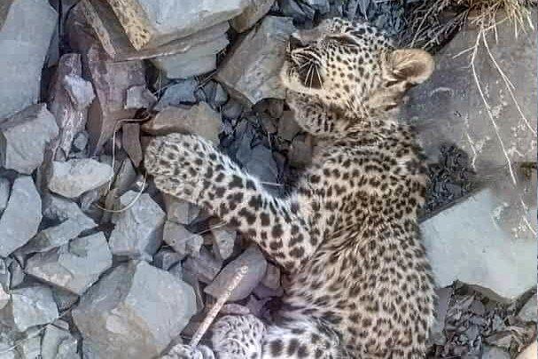 یک توله پلنگ ایرانی تلف شد + جزئیات