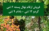 نهالستان مرکزی کرج از فروش سه نهال پسته 6 تنی و گردو 12 تنی و بادام 9 تنی خبر داد! (مشاهده لیست قیمت)