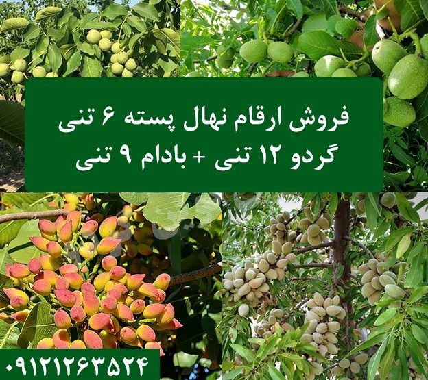 نهالستان مرکزی کرج از فروش سه نهال پسته 6 تنی و گردو 12 تنی و بادام 9 تنی خبر داد! (مشاهده لیست قیمت)