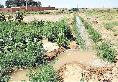نجات از خشکسالی با آبیاری نوین