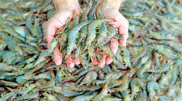 افزایش ۳۷درصدی تولید میگو