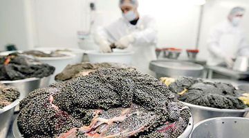 بازگشت «بلوگا» به بازار جهانی