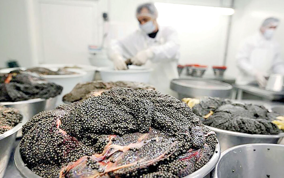 بازگشت «بلوگا» به بازار جهانی