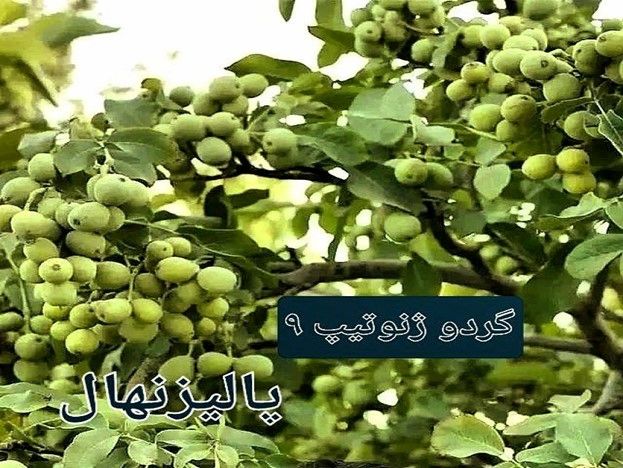 سود ۱۰ میلیاردی با کاشت نهال گردو ژنوتیپ ۱۲پالیز